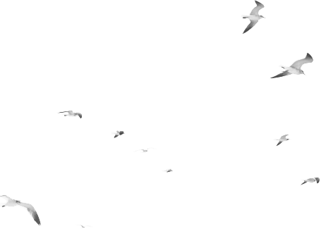 seagull flock
