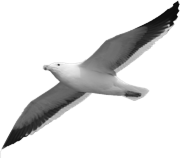 seagull