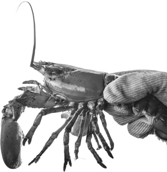 lobster