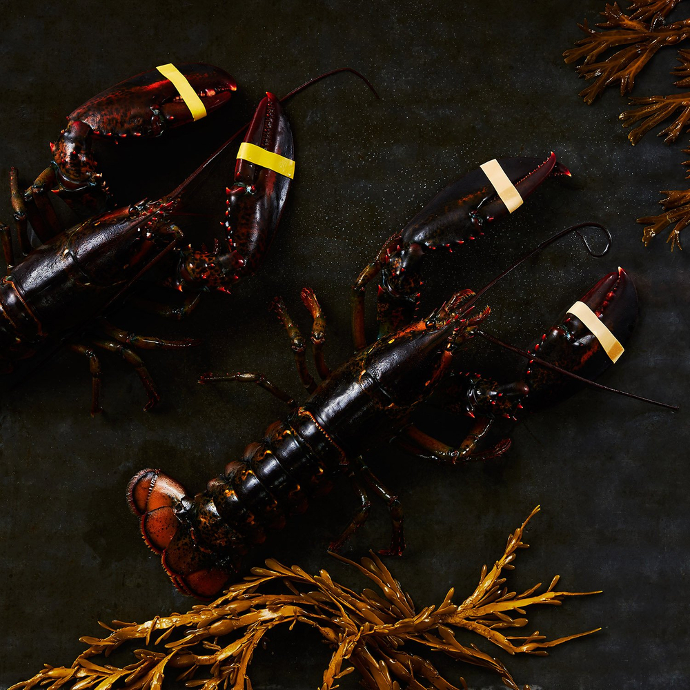 Live Lobsters (Minimum 2)